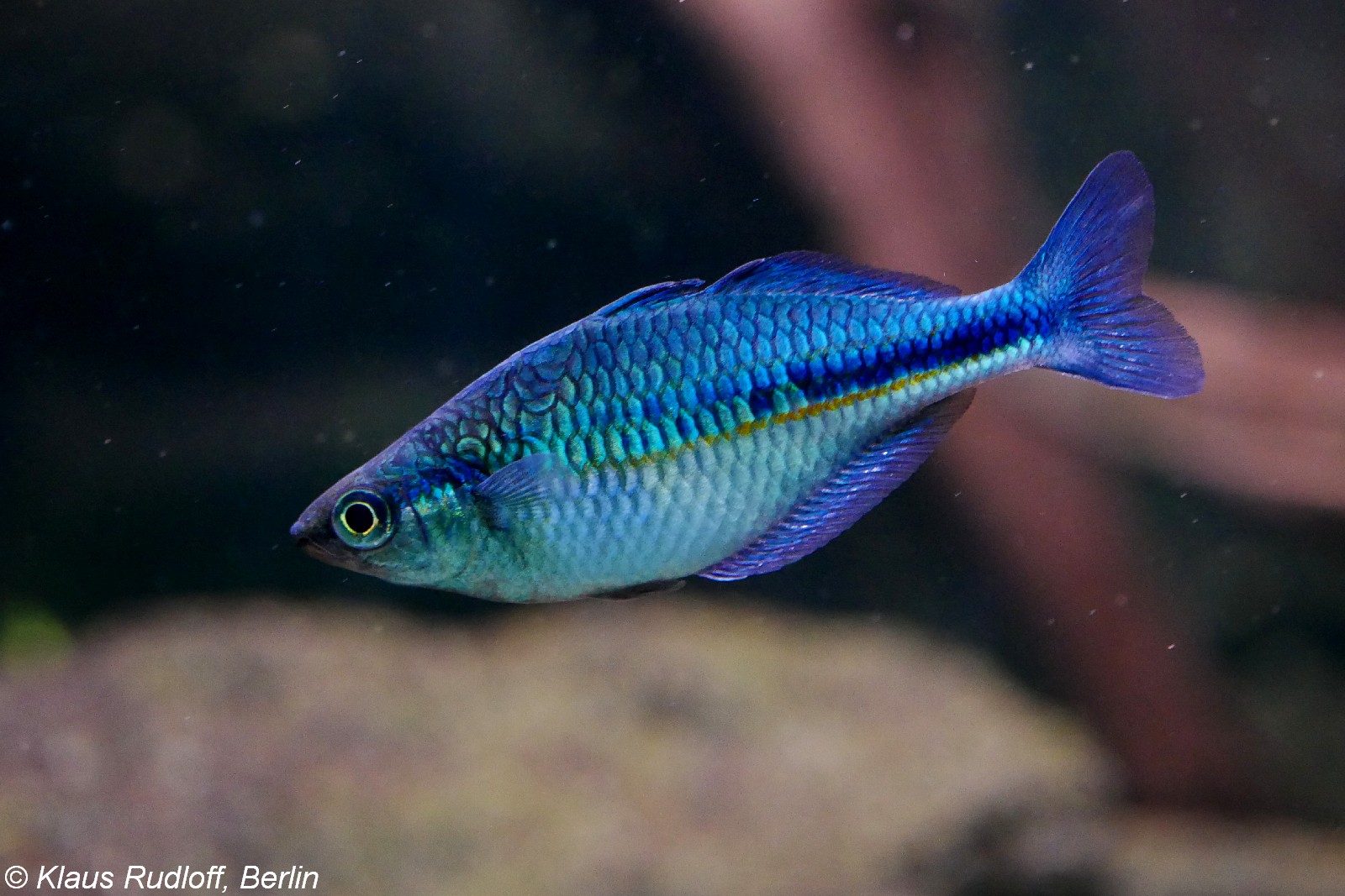 Blauer Regenbogenfisch im Aquarium