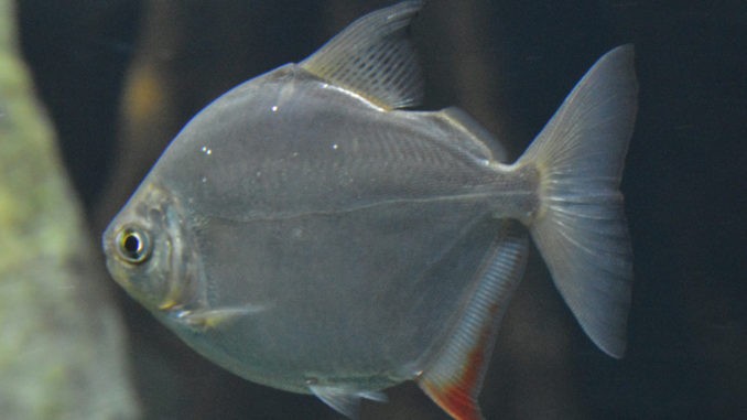 Dickkopf-Scheibensalmler im Aquarium