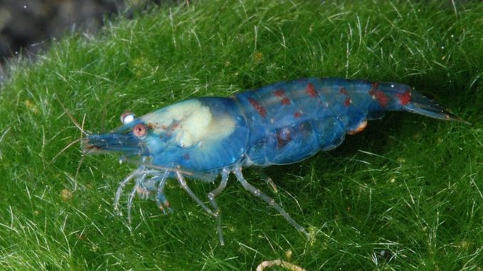 Blue Pearl Garnele Blue Pearl Garnele im Aquarium