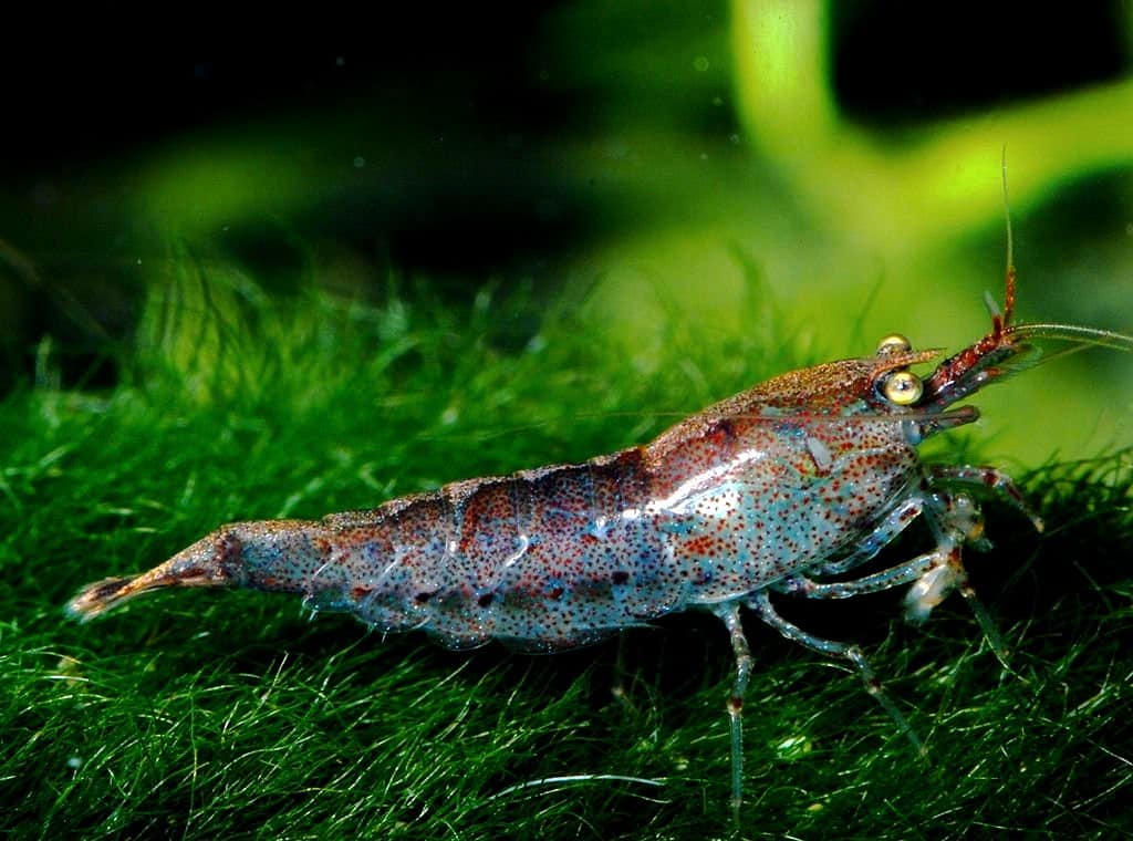 Grau-braune Marmorgarnele im Aquarium