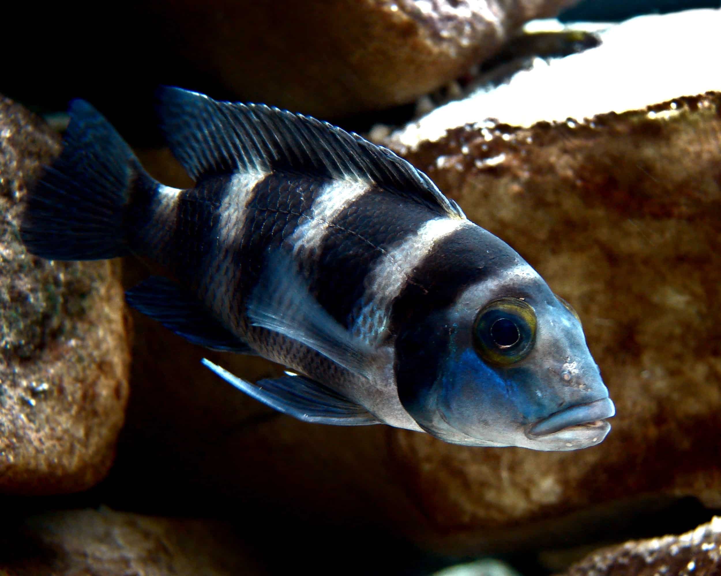 Fünfstreifenbuntbarsch im Aquarium