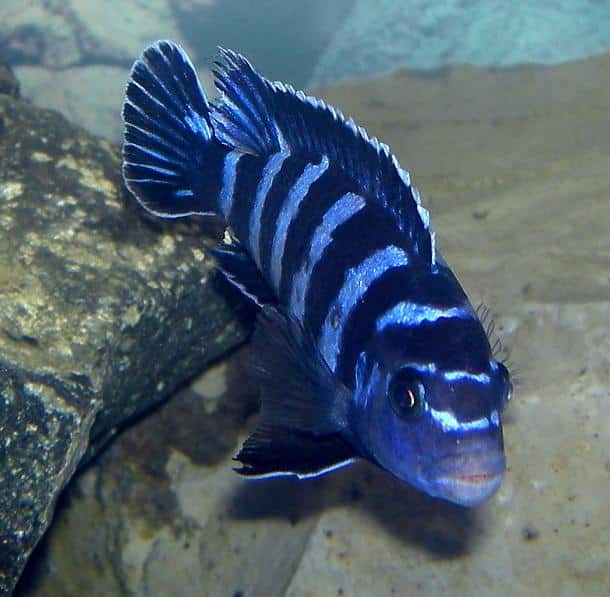 Demasons Maulbrüter im Aquarium