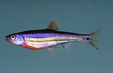 Regenbogenelritze im Aquarium