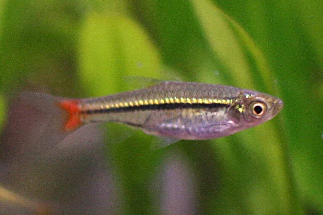 Rotschwanz Bärbling im Aquarium