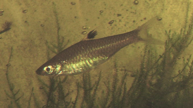 Leuchtaugenbärbling im Aquarium