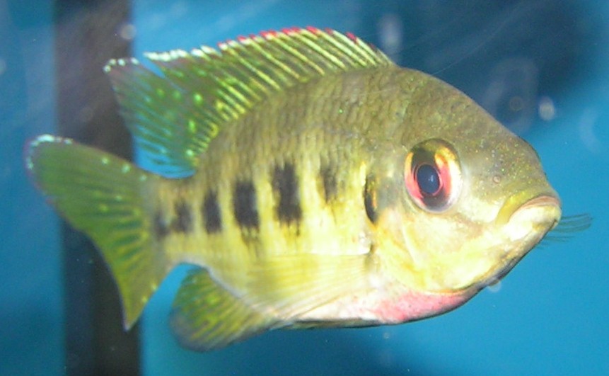 Marienbuntbarsch im Aquarium