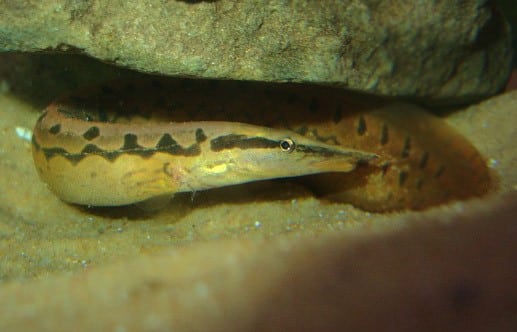Python Stachelaal im Aquarium