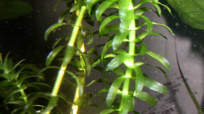 Wasserpest Wasserpest im Aquarium