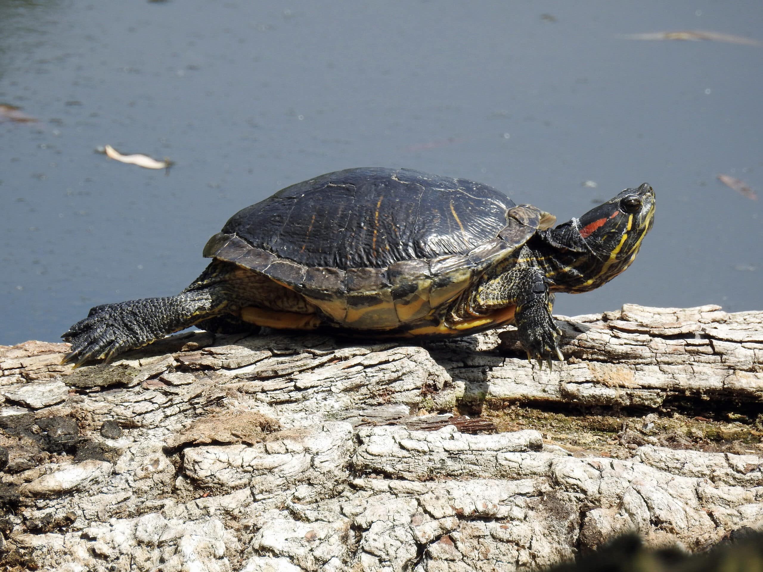 Rotwangen-Schmuckschildkröte Sonnenbad