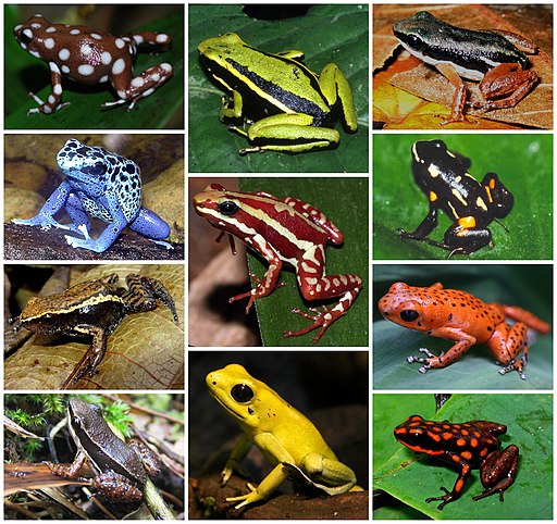 512px-Dendrobatidae_Diversity[1]