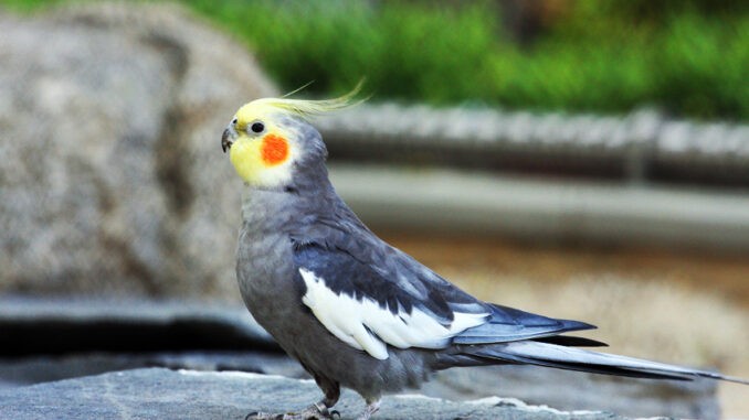 Nymphensittich beim Freiflug