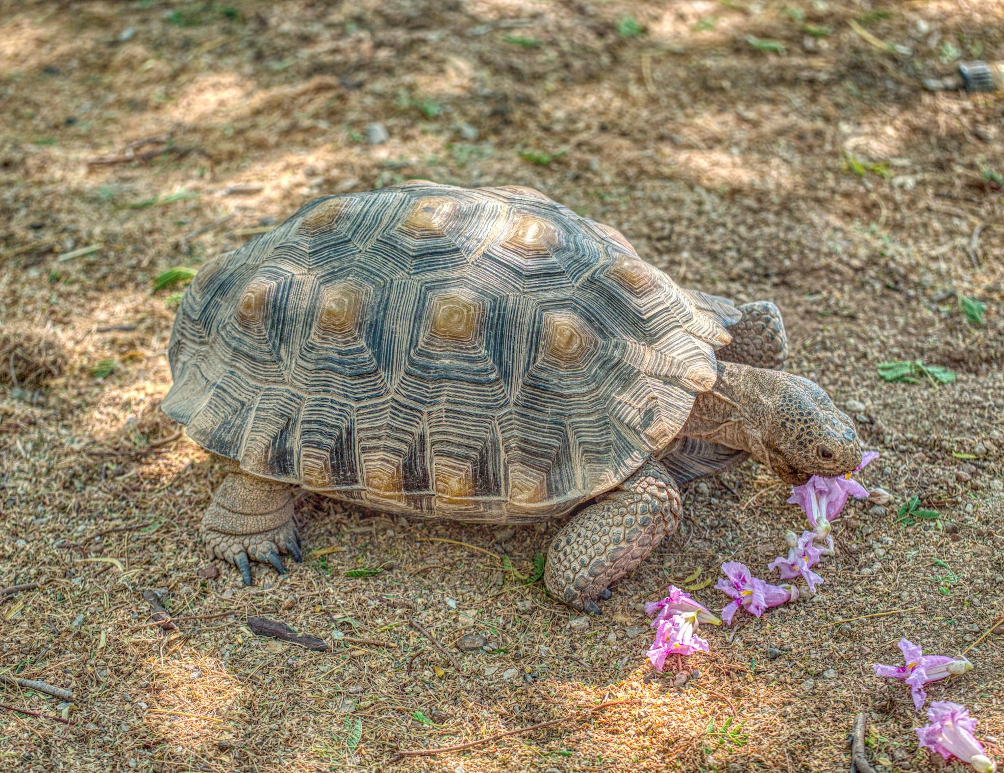 Kalifornische Gopherschildkröte im Freigehege