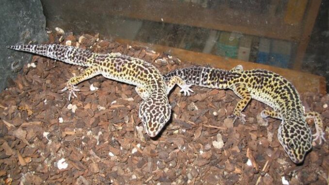 Leopardgecko Leopardgekkos im Terrarium