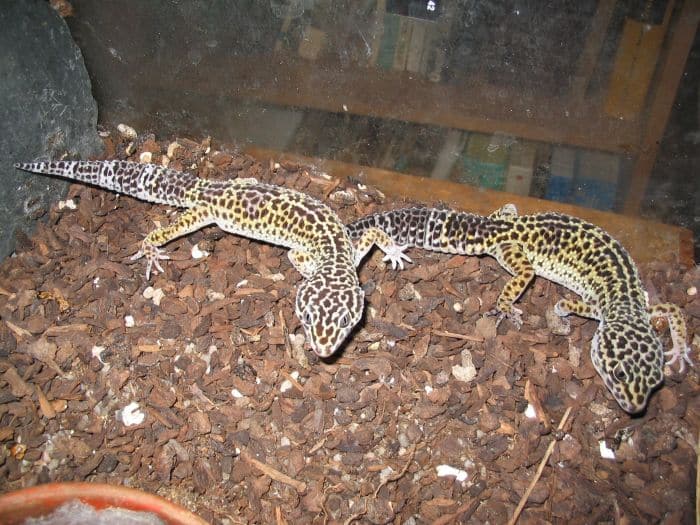 Leopardgekkos im Terrarium