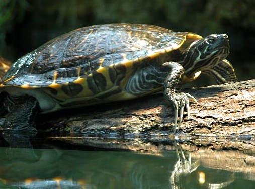 Gelbwangen-Schmuckschildkröte im Terrarium