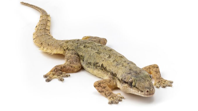 Asiatischer Hausgecko