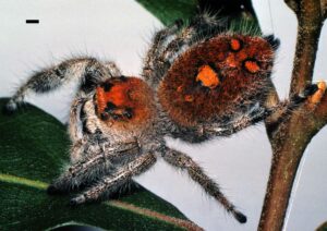 Springspinne im Sprung