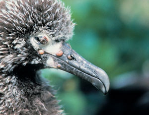 Vogelpocken bei Küken