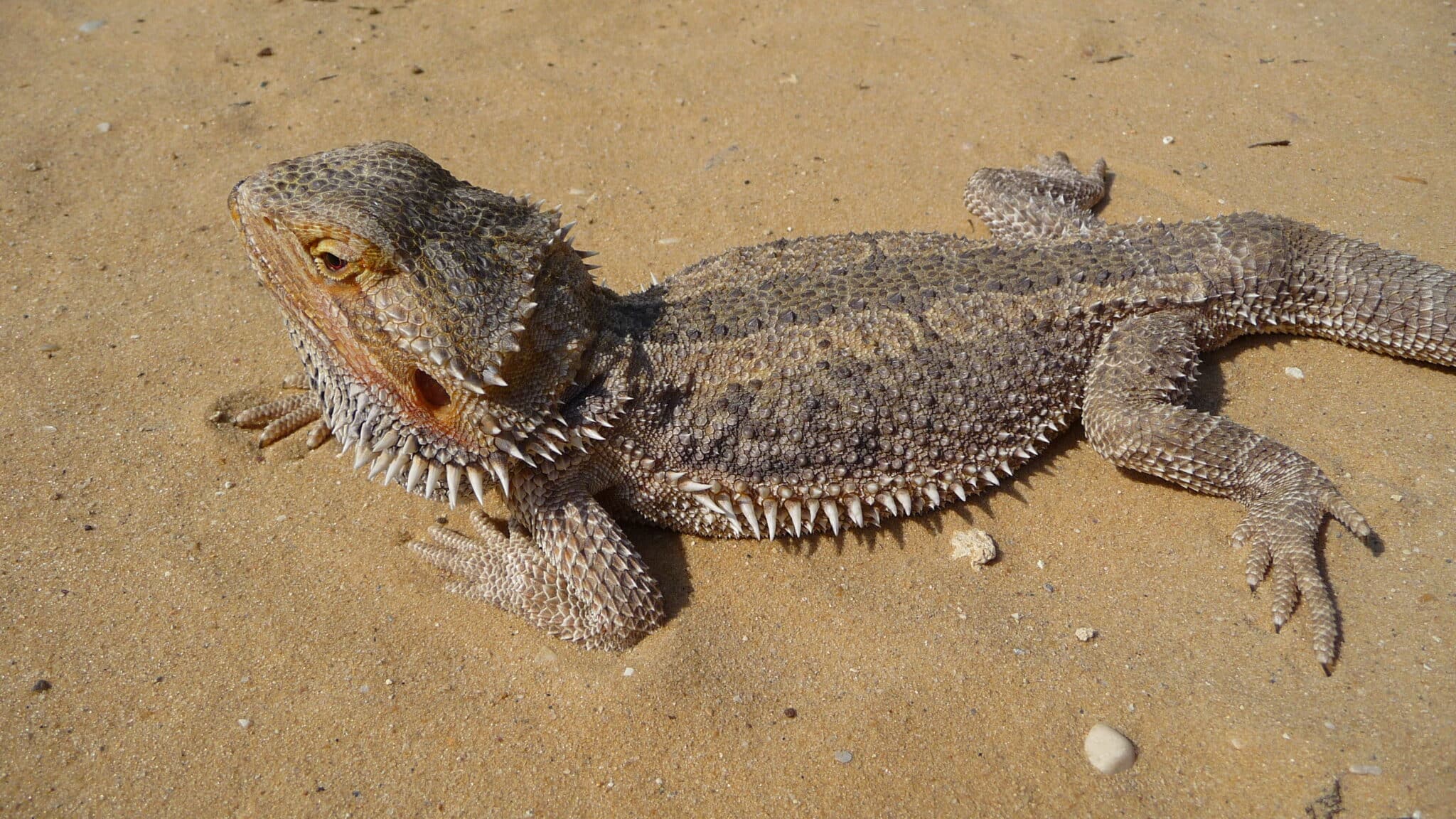 Bartagame - Pogona Vitticeps Close Up 2009 G11 2048x1152