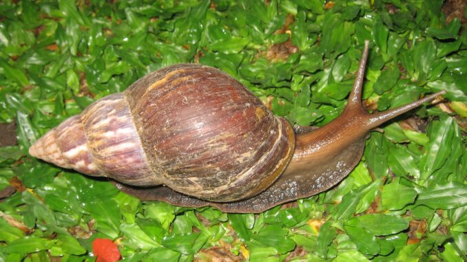 Achatschnecke im Terrarium