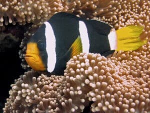 Clark’s Anemonenfisch im Aquarium