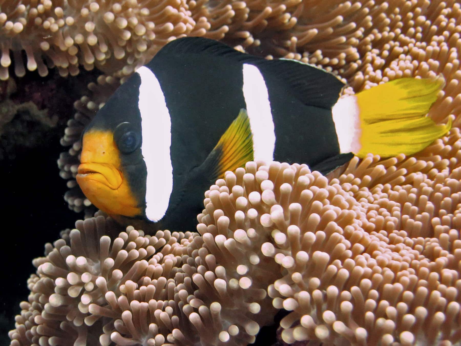 Clarks Anemonenfisch im Aquarium