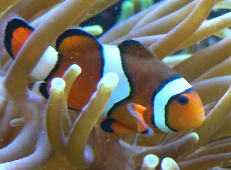 Trauerband-Anemonenfisch im Aquarium