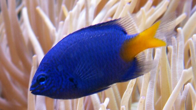 Gelbschwanzdemoiselle im Aquarium