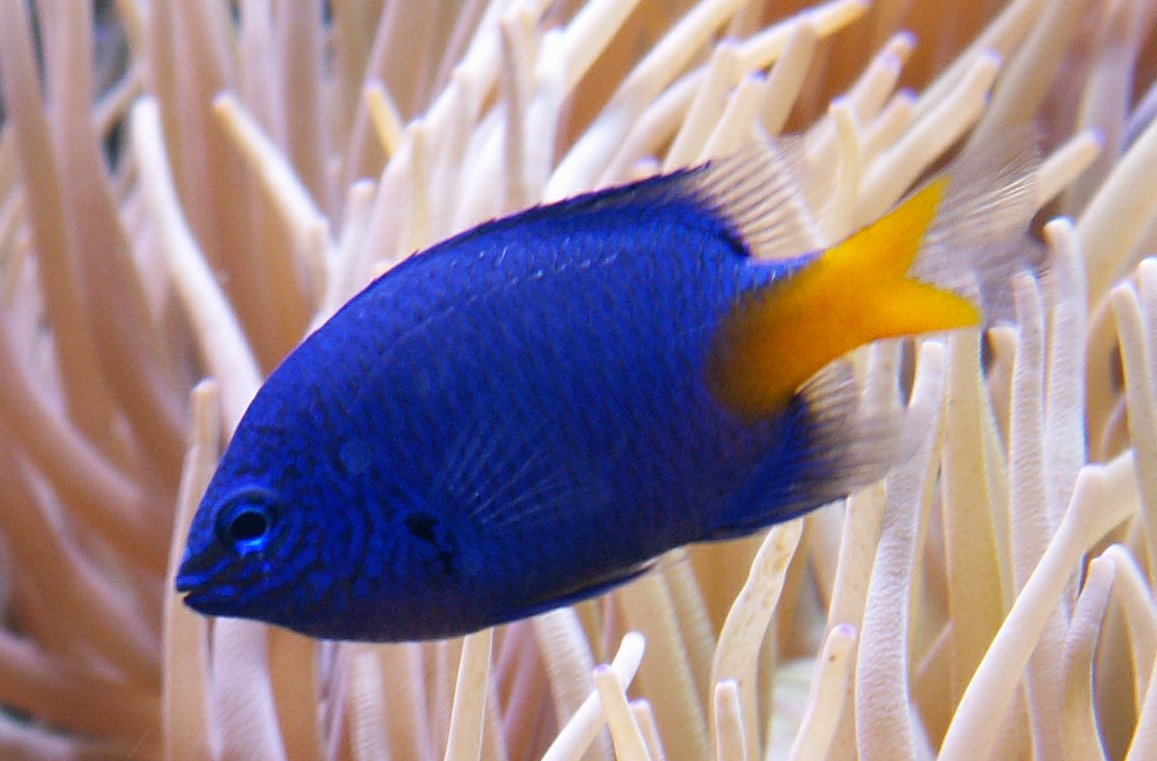 Gelbschwanzdemoiselle im Aquarium