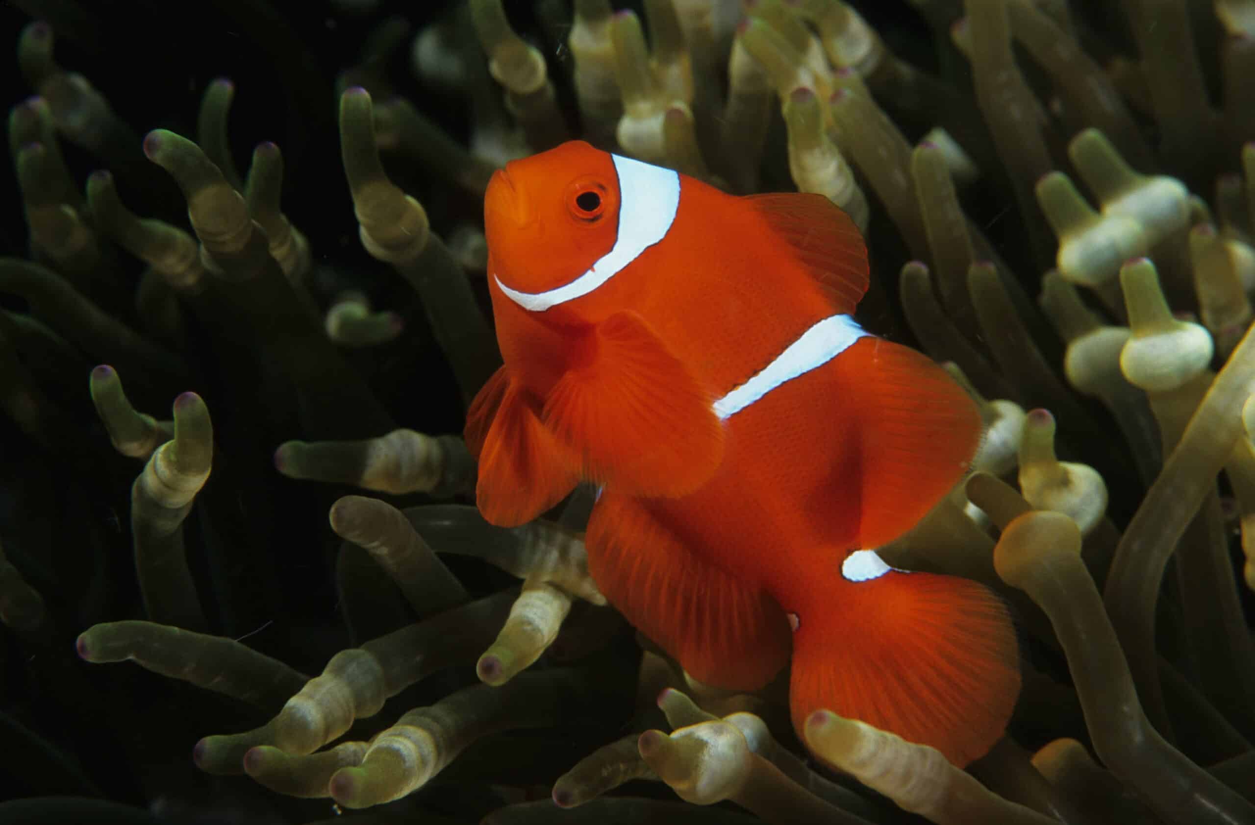 Samtanemonenfisch im Aquarium