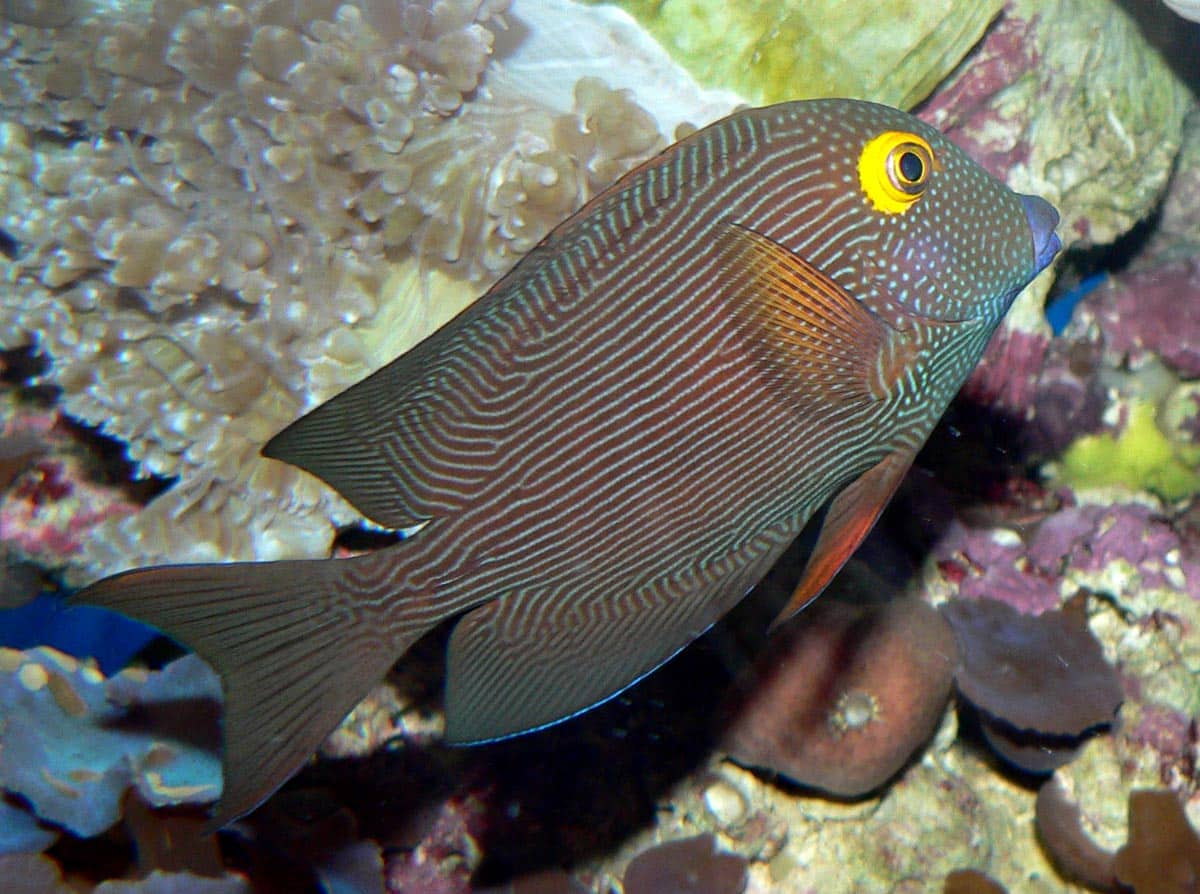 Kohle-Doktorfisch im Aquarium