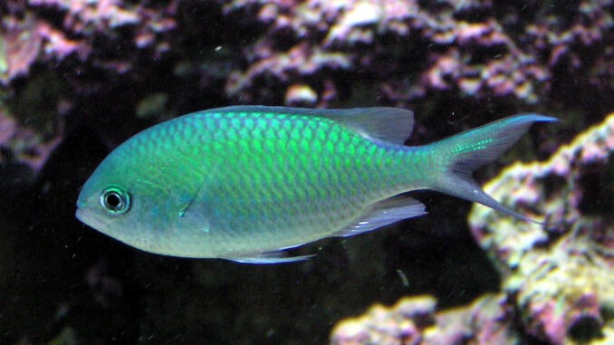 Grünes Schwalbenschwänzchen im Aquarium