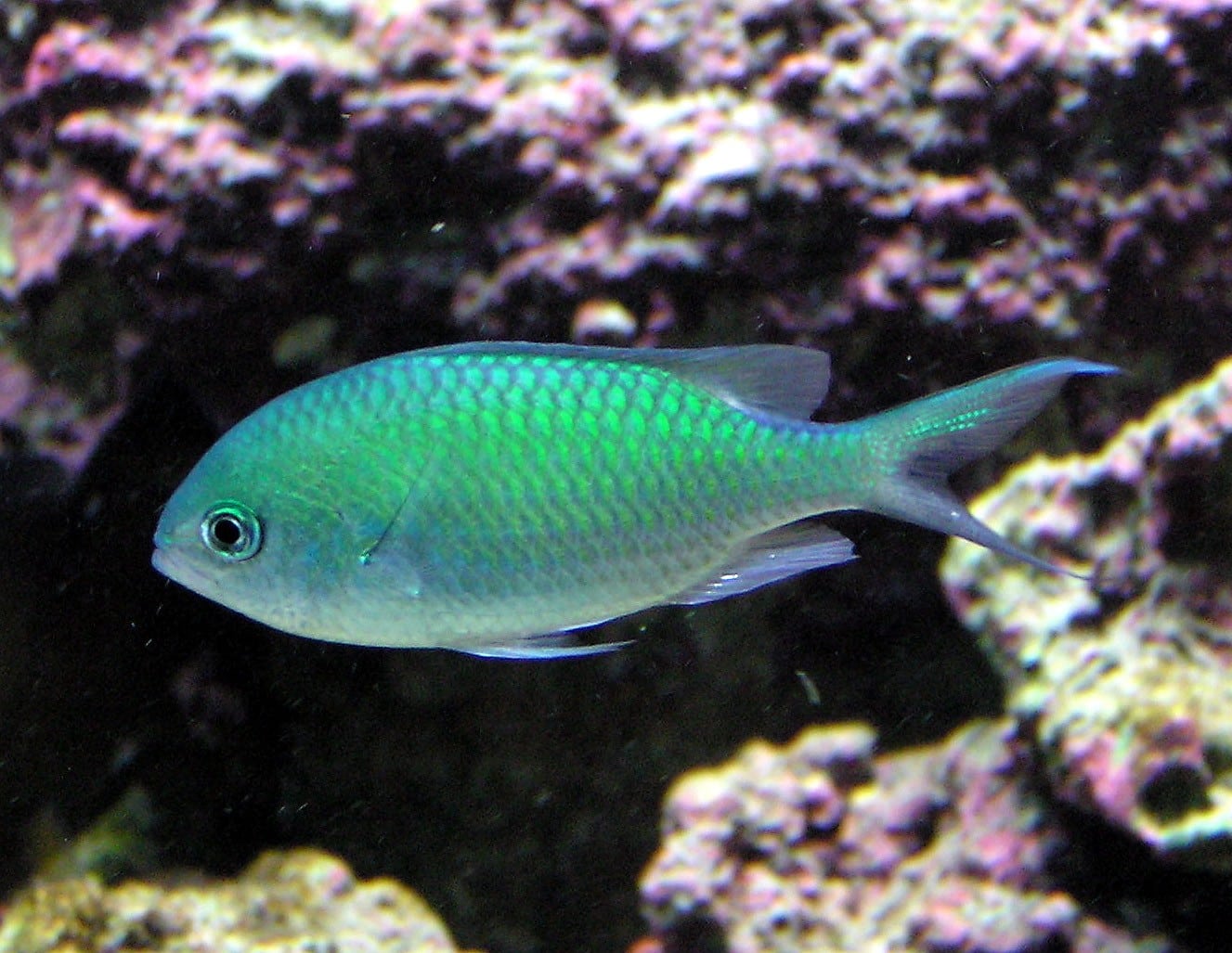 Grünes Schwalbenschwänzchen im Aquarium