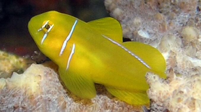 Zitronengrundel Zitronengrundel im Aquarium