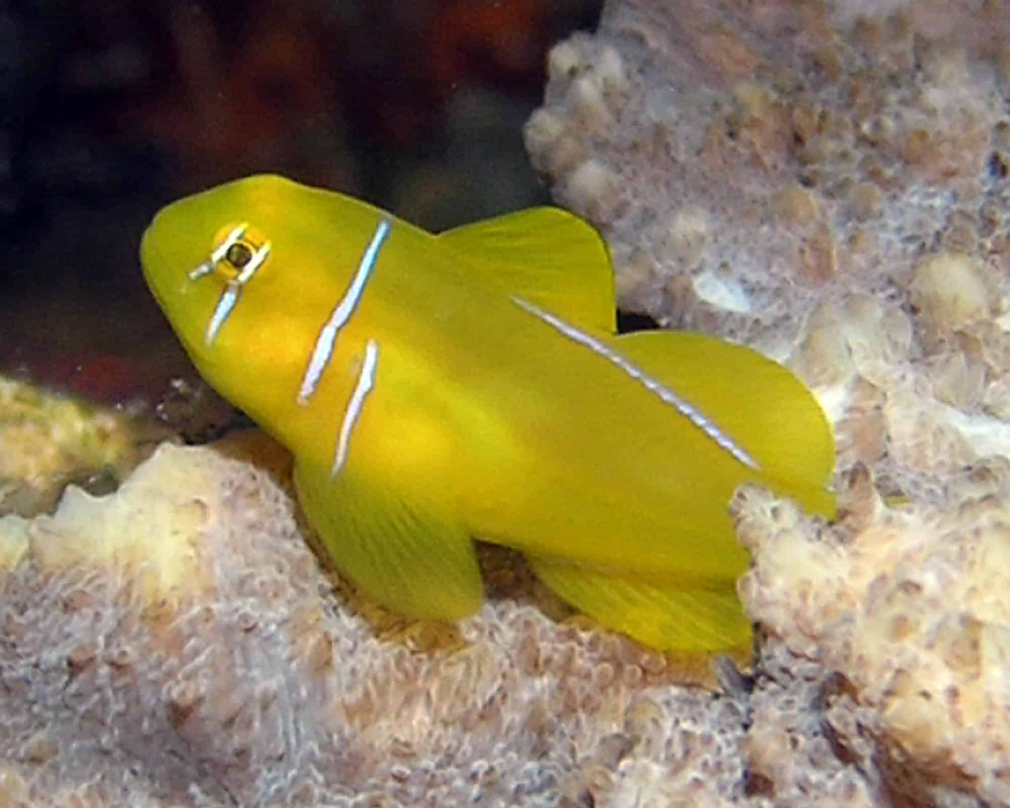 Zitronengrundel im Aquarium