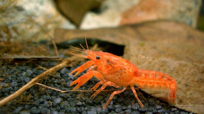 Orangefarbener Zwergkrebs im Aquarium