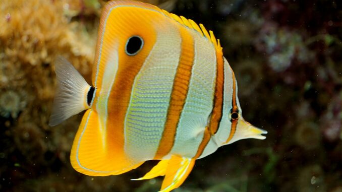 Orangebinden-Pinzettfisch im Aquarium