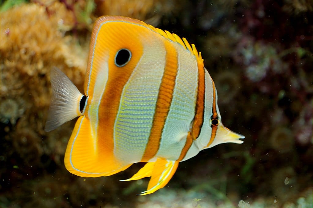Orangebinden-Pinzettfisch
