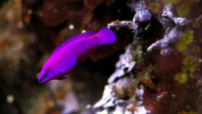 König Salomon im Aquarium