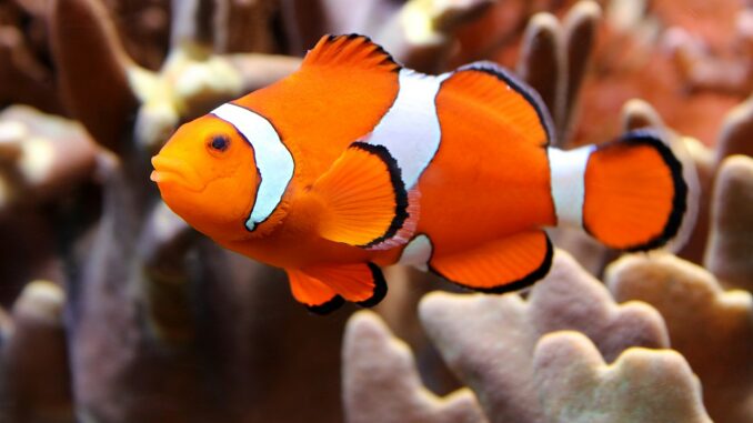 Falscher Clownfisch im Aquarium