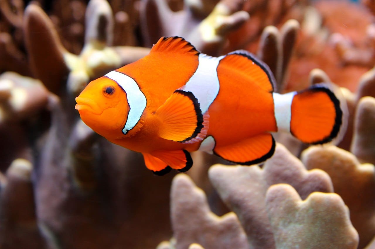 Falscher Clownfisch im Aquarium