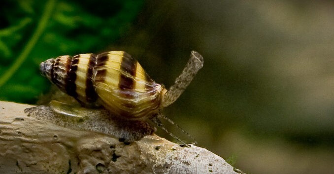 Raubschnecke