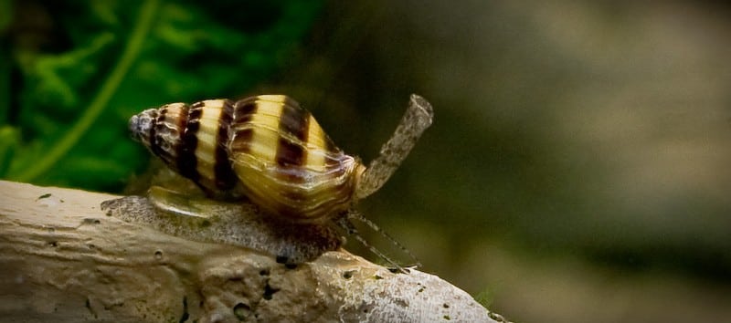 Raubschnecke