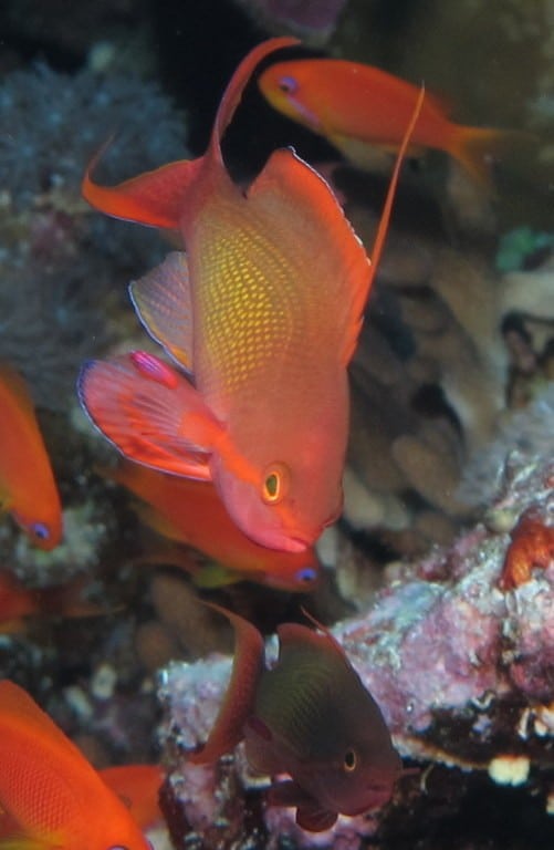 Juwelen Fahnenbarsch im Aquarium