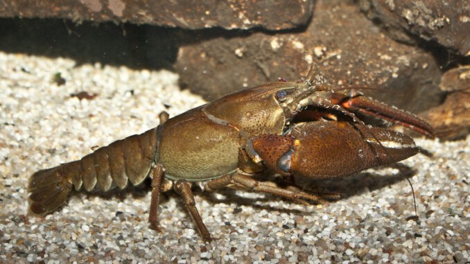 Edelkrebs im Aquarium