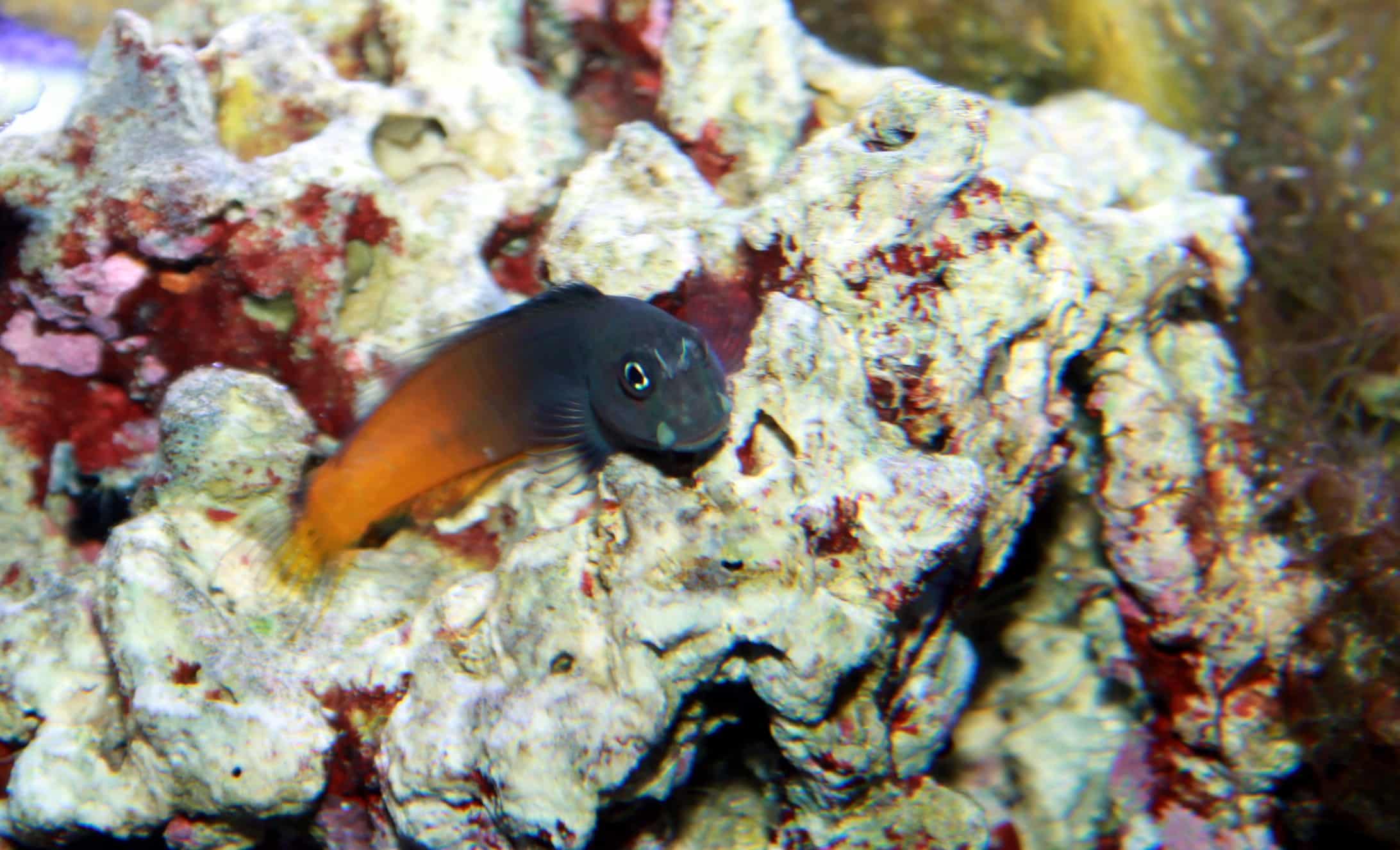 Zweifarbiger Schleimfisch im Aquarium