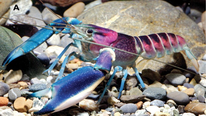 Blau-Rosa Krebs im Aquarium