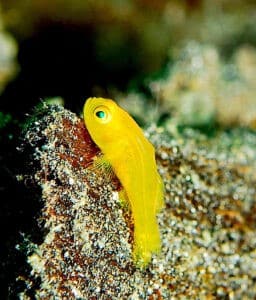 Gelbe Korallengrundel im Aquarium