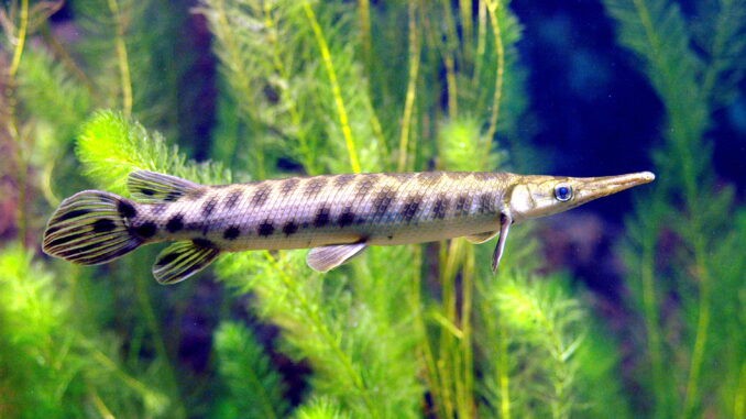 Gefleckter Knochenhecht im Aquarium