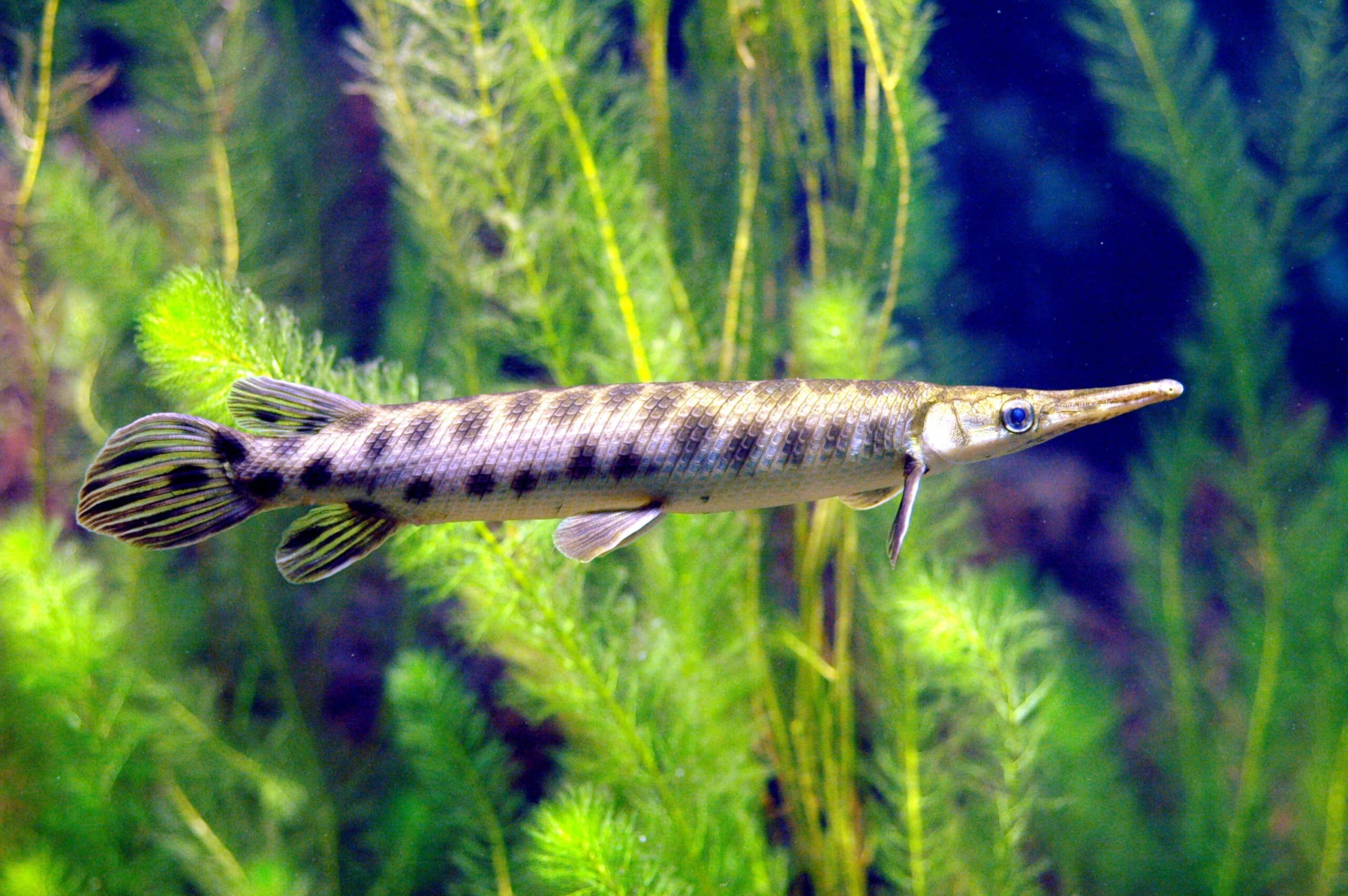 Gefleckter Knochenhecht im Aquarium